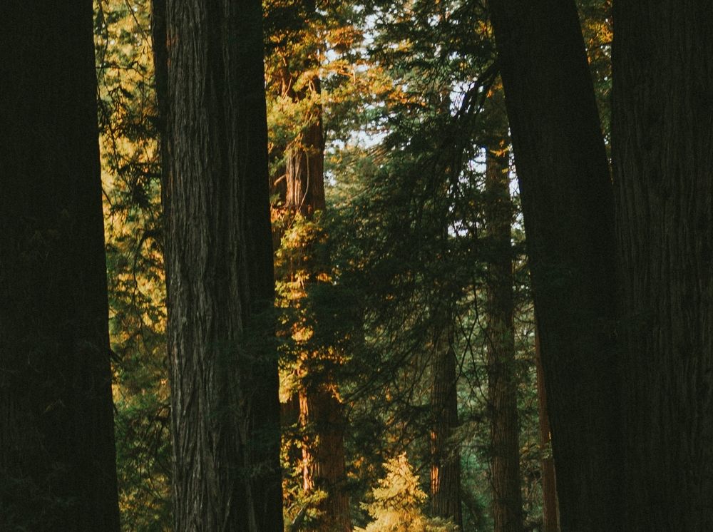 Ein schmaler Waldpfad schlängelt sich durch einen dichten Wald mit hohen Bäumen und üppigem Farnbewuchs, während warmes Sonnenlicht durch das Blätterdach fällt und einzelne Bereiche erhellt.
