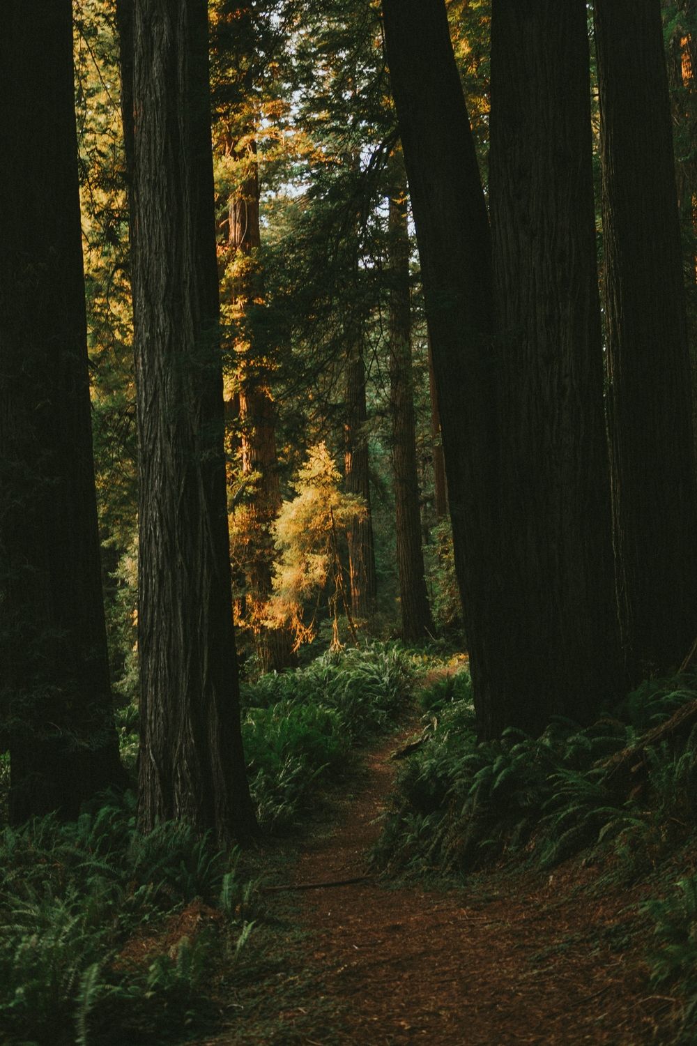 Ein schmaler Waldpfad schlängelt sich durch einen dichten Wald mit hohen Bäumen und üppigem Farnbewuchs, während warmes Sonnenlicht durch das Blätterdach fällt und einzelne Bereiche erhellt.